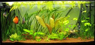aqurium.jpg
